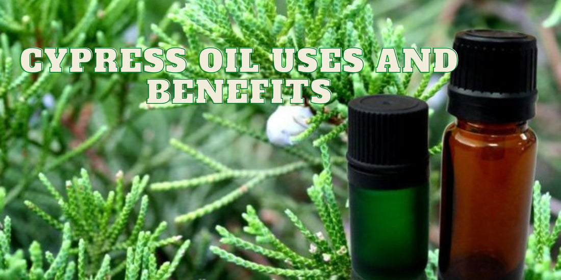 Cypress Essential Oil Benefits And Uses - OotyMade.com