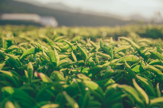 Nilgiri Tea - History And Specialization