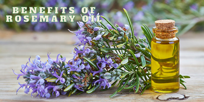 Rosemary oil benefits and uses