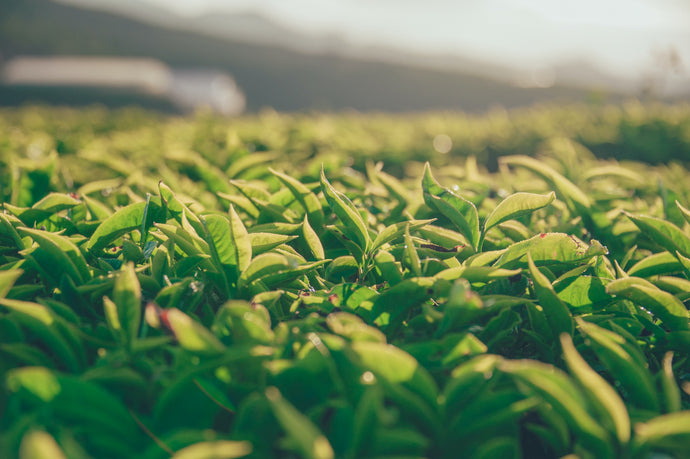Nilgiri Tea - History And Specialization