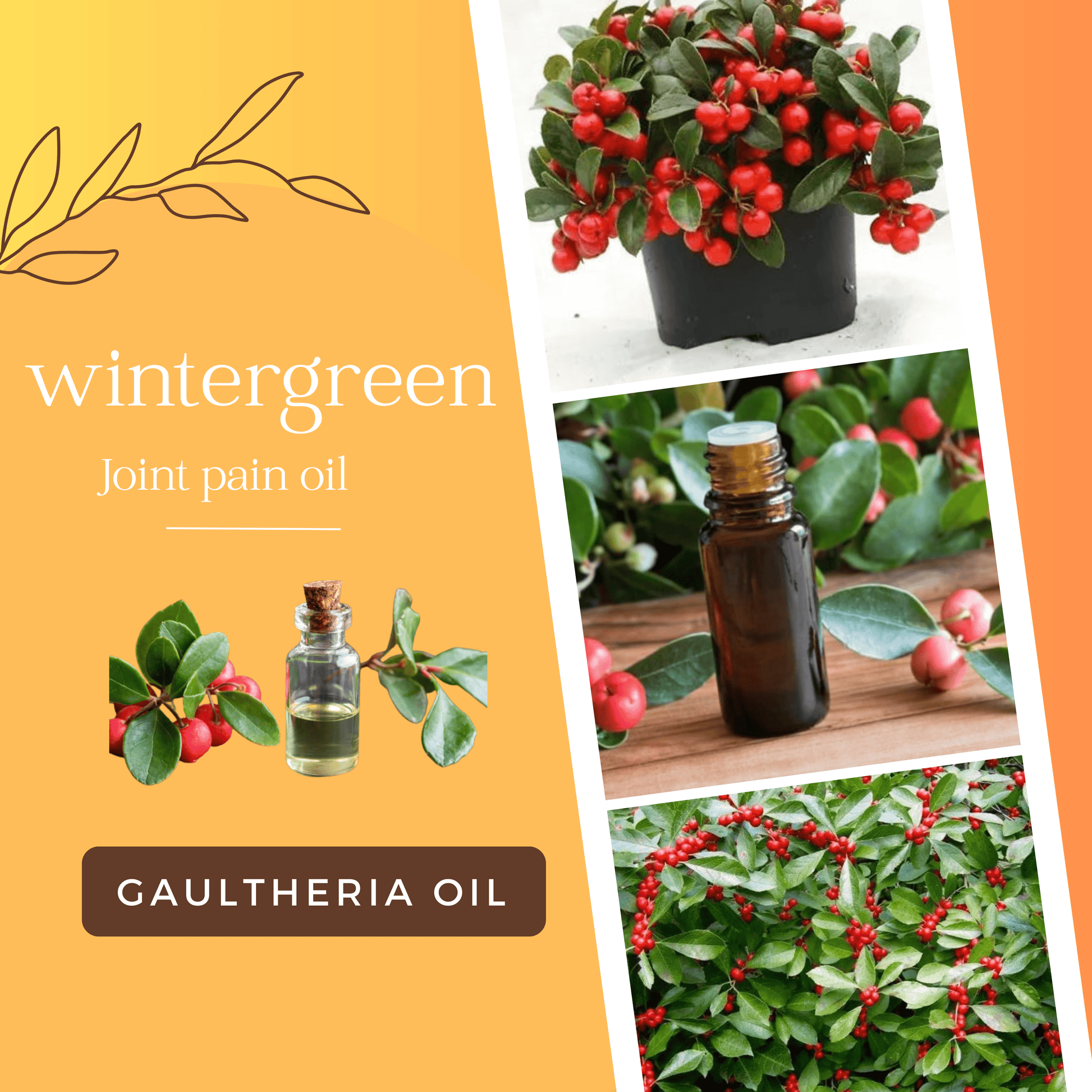 Gaultheria Wintergreen Joint Pain Oil OotyMade.com