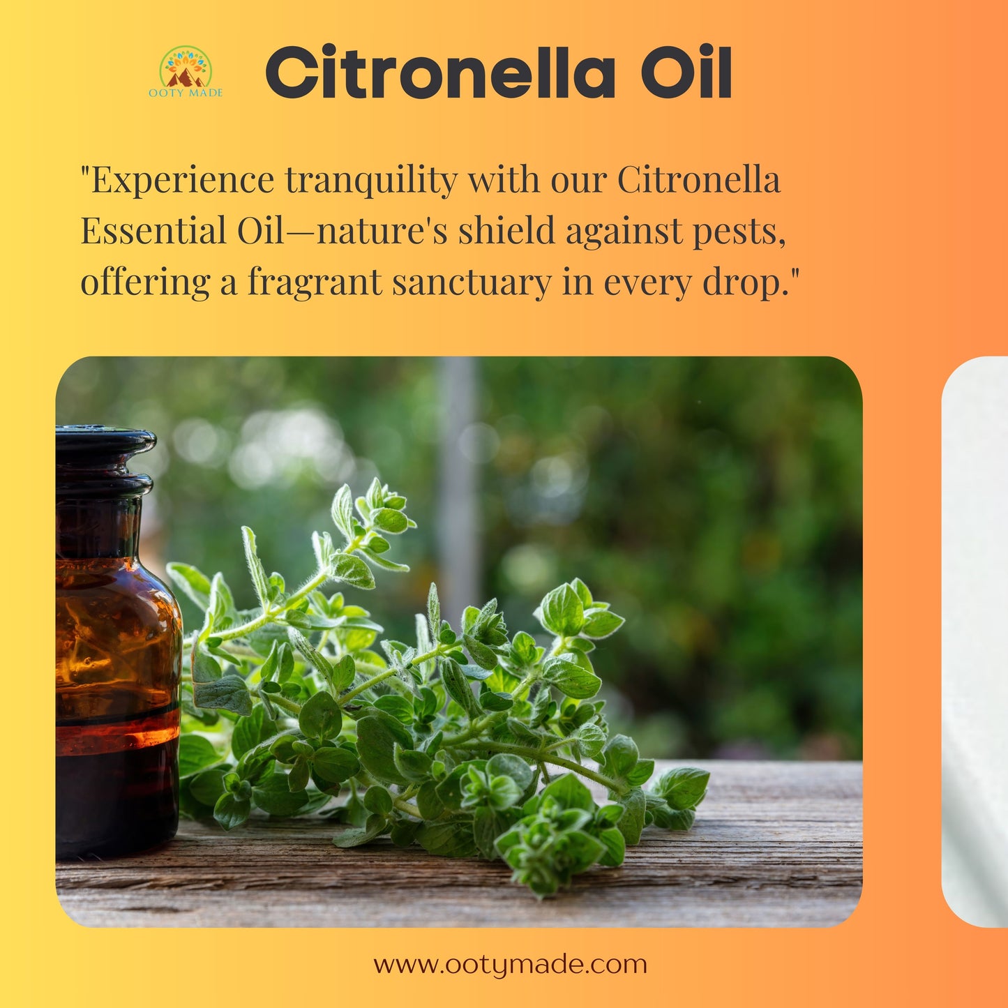 Pure Citronella Oil - Nature's Guardian: Aromatic Mosquito Repellent