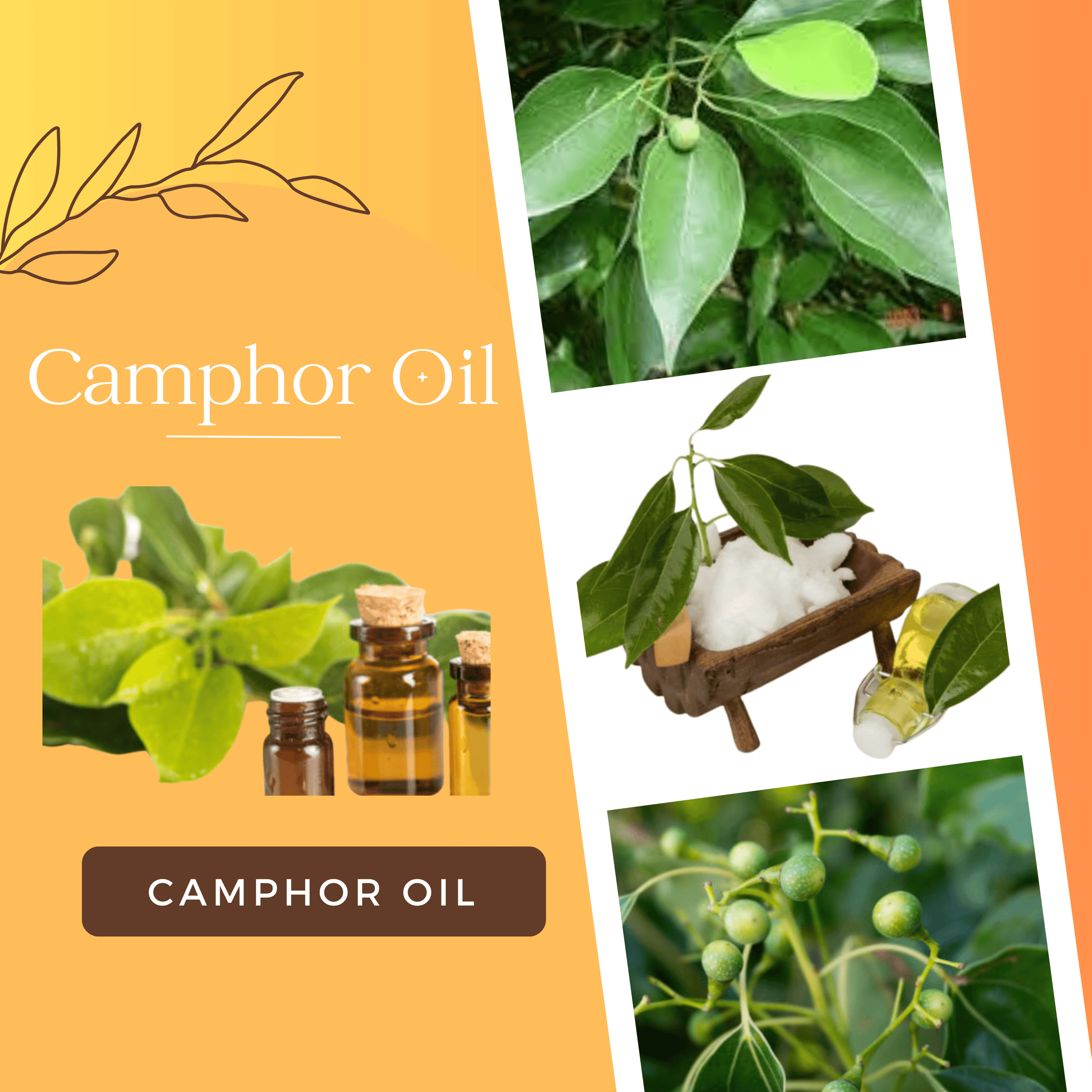 Camphor Essential Oil for skin at best price OotyMade.com