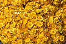 Load image into Gallery viewer, OOTY EVER LASTING FLOWER OotyMade.com
