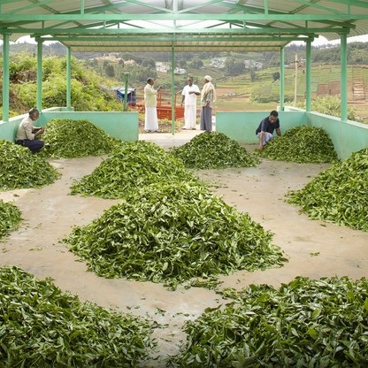 Nilgiris regular Tea From Ooty Tea Factory OotyMade.com