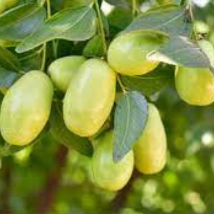 Natural Jojoba Essential Oil for skin OotyMade.com