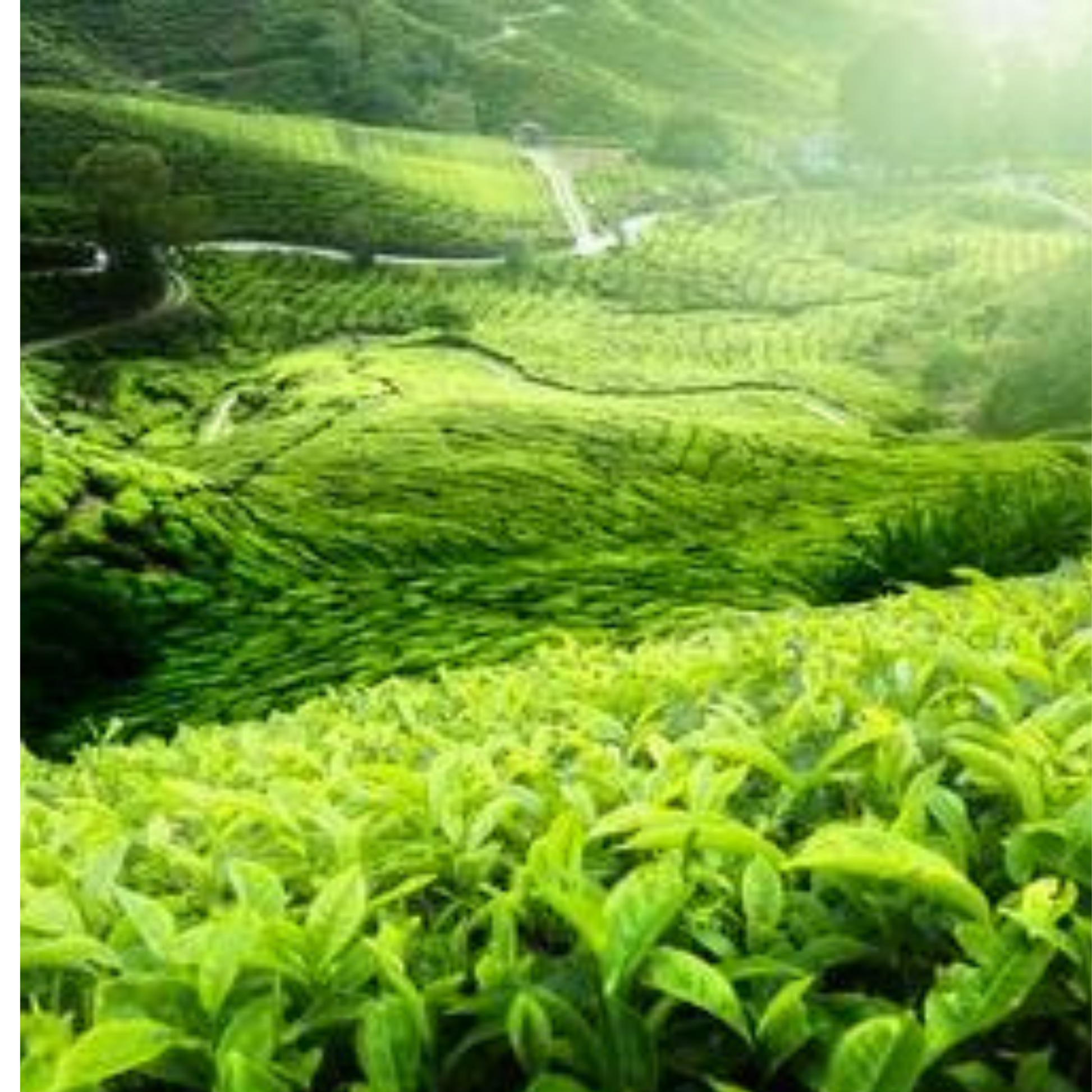 Nilgiris regular Tea From Ooty Tea Factory OotyMade.com