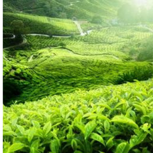 Load image into Gallery viewer, Nilgiris regular Tea From Ooty Tea Factory OotyMade.com
